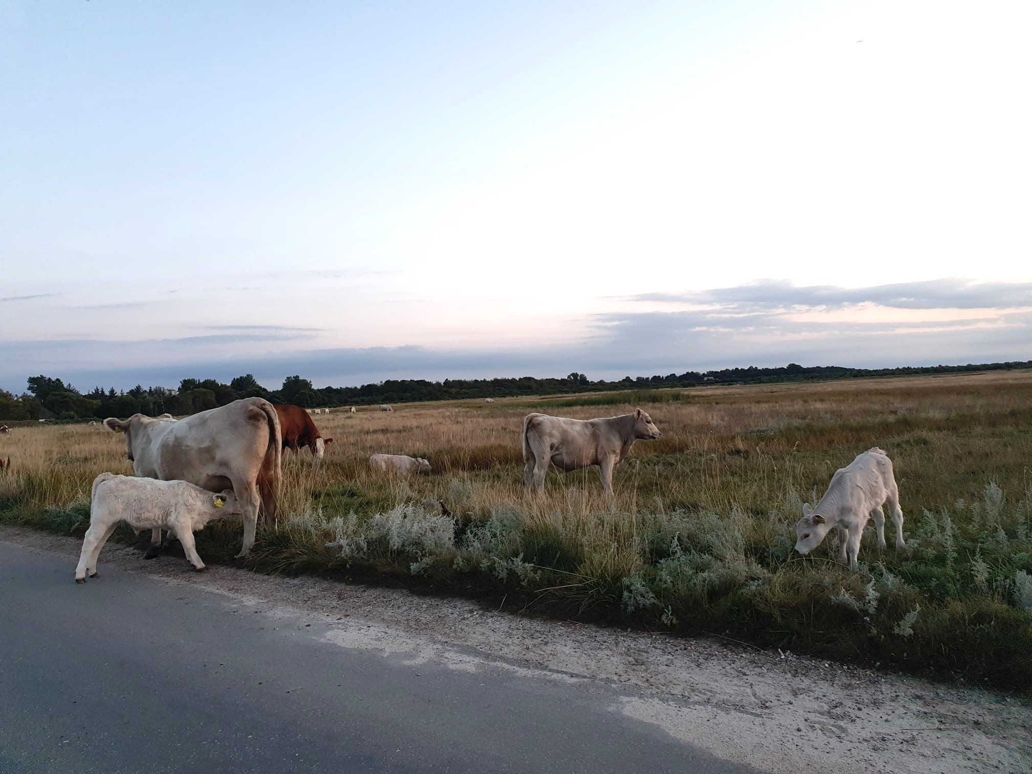 Hjertegræsvej 5, 4591 Føllenslev