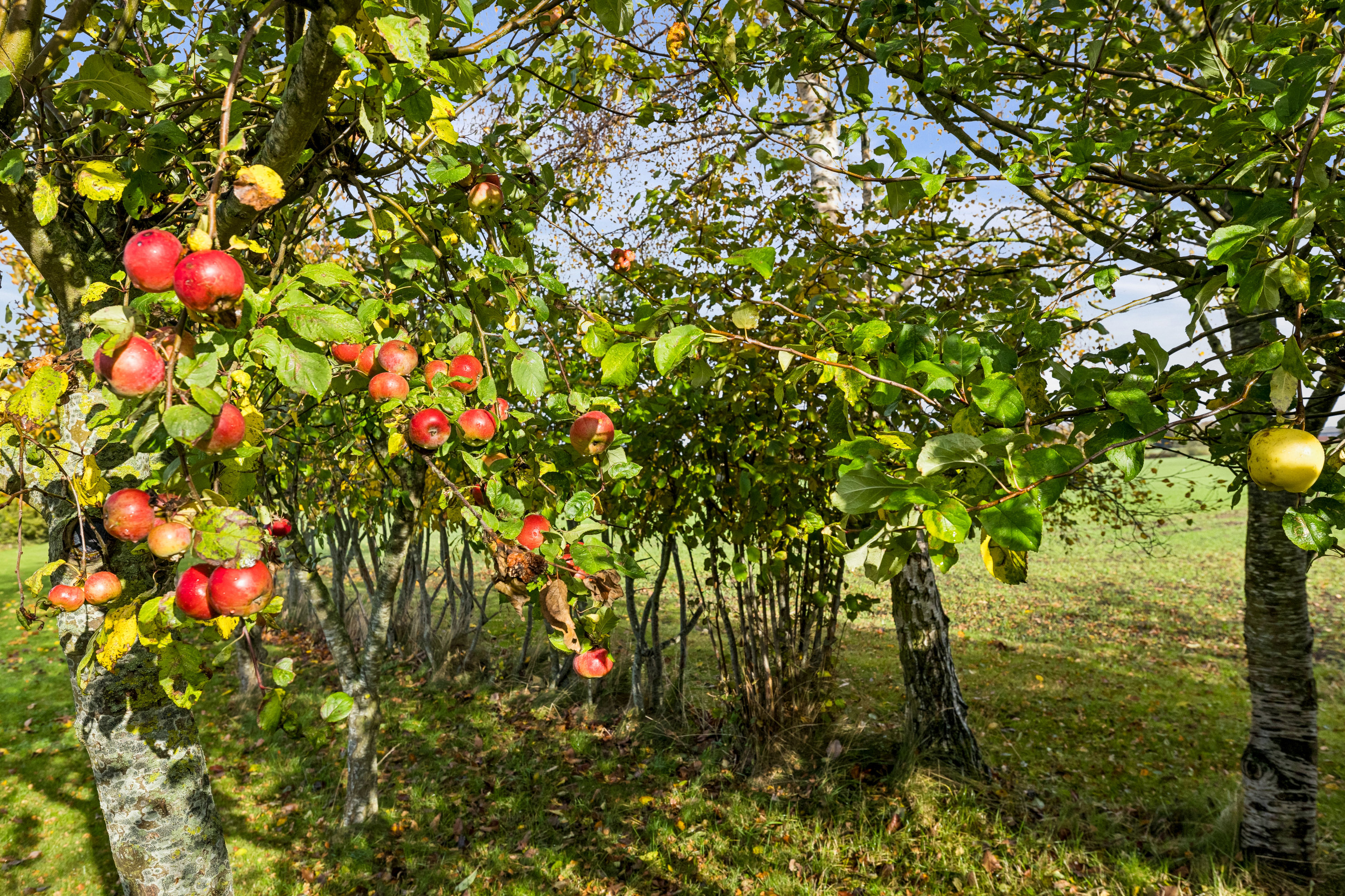 Lejbøllegårdvej 11, 5953 Tranekær