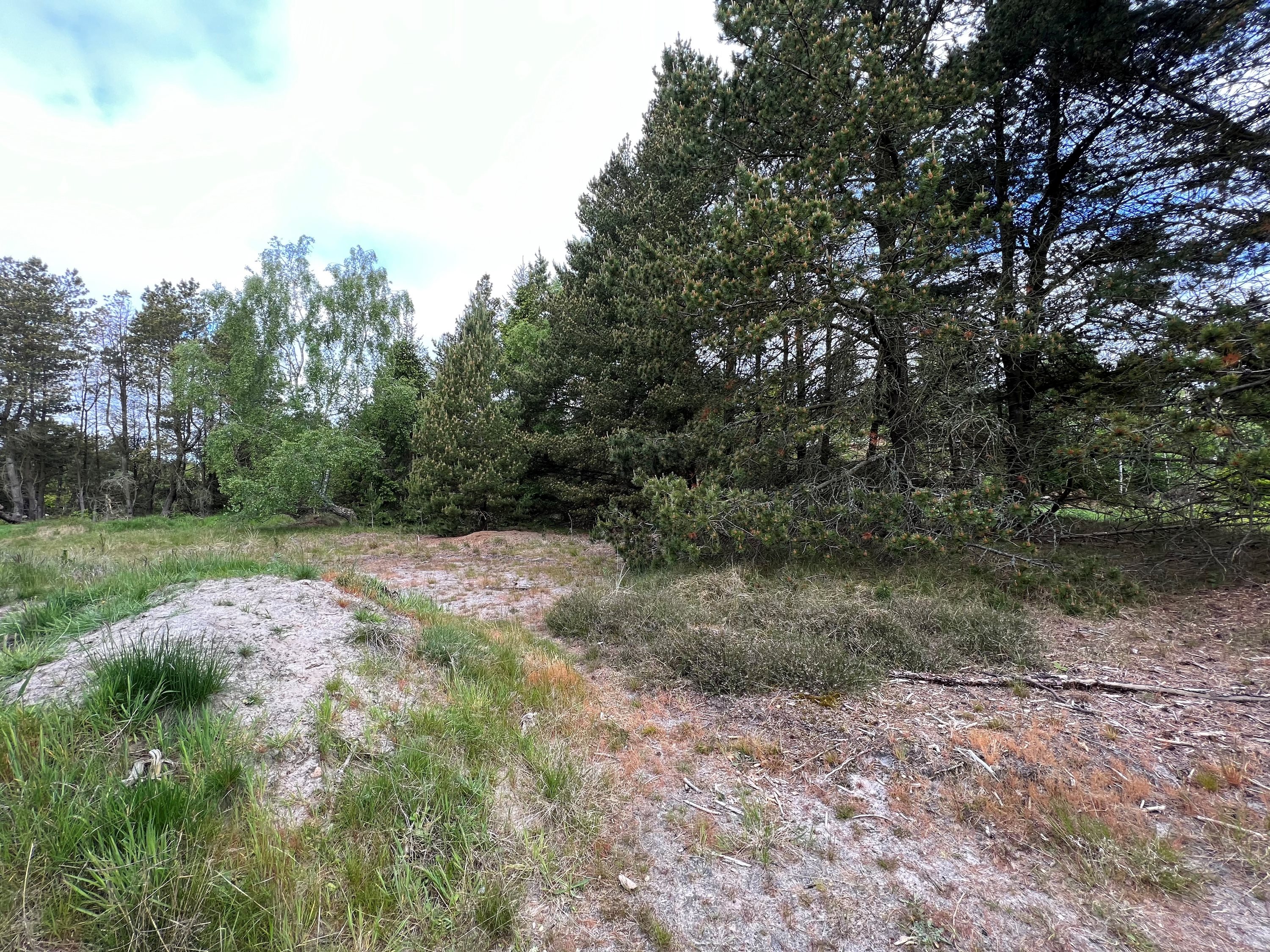 Grævlingevej 6, Mosevrå, 6840 Oksbøl